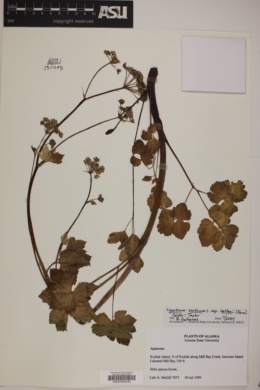 Ligusticum scoticum subsp. hultenii image