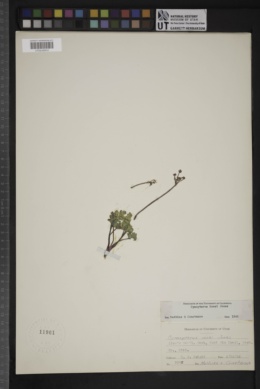 Cymopterus rosei image