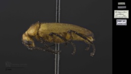 Nemognatha scutellaris image