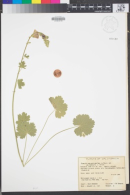 Image of Sidalcea malviflora