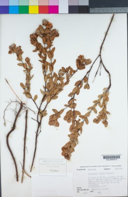 Image of Hypericum crux-andreae
