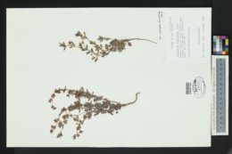 Eriogonum abertianum var. cyclosepalum image