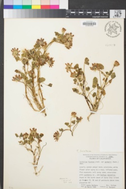 Image of Trifolium fucatum