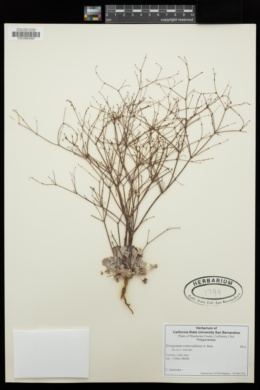 Eriogonum esmeraldense image