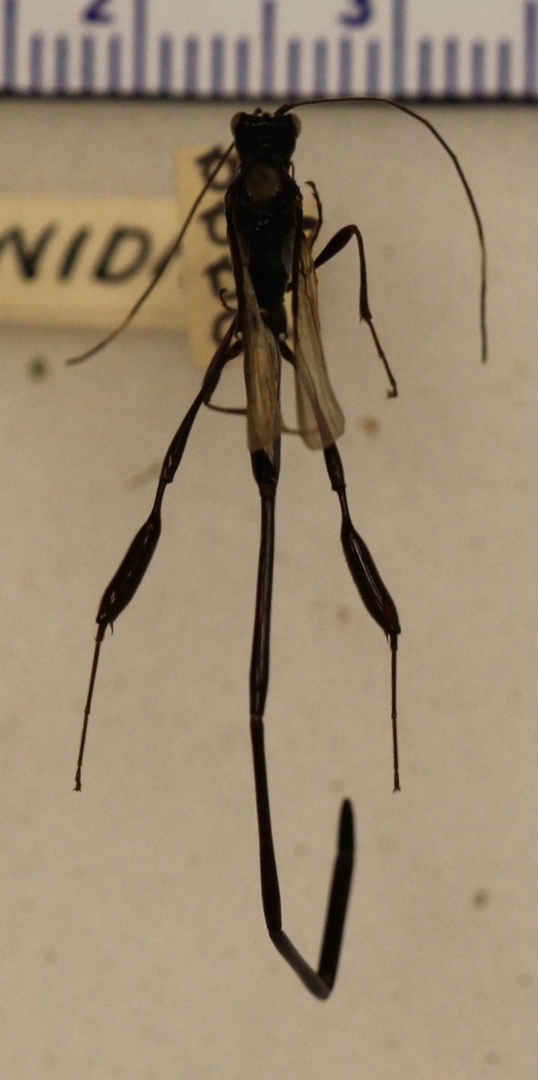 Pelecinidae image