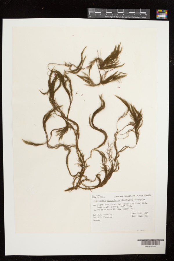 Halopteris funicularis image