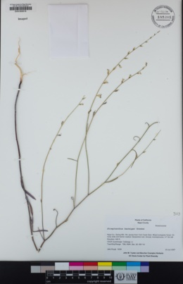 Streptanthus barbiger image