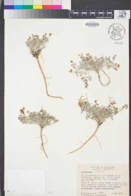 Astragalus albens image