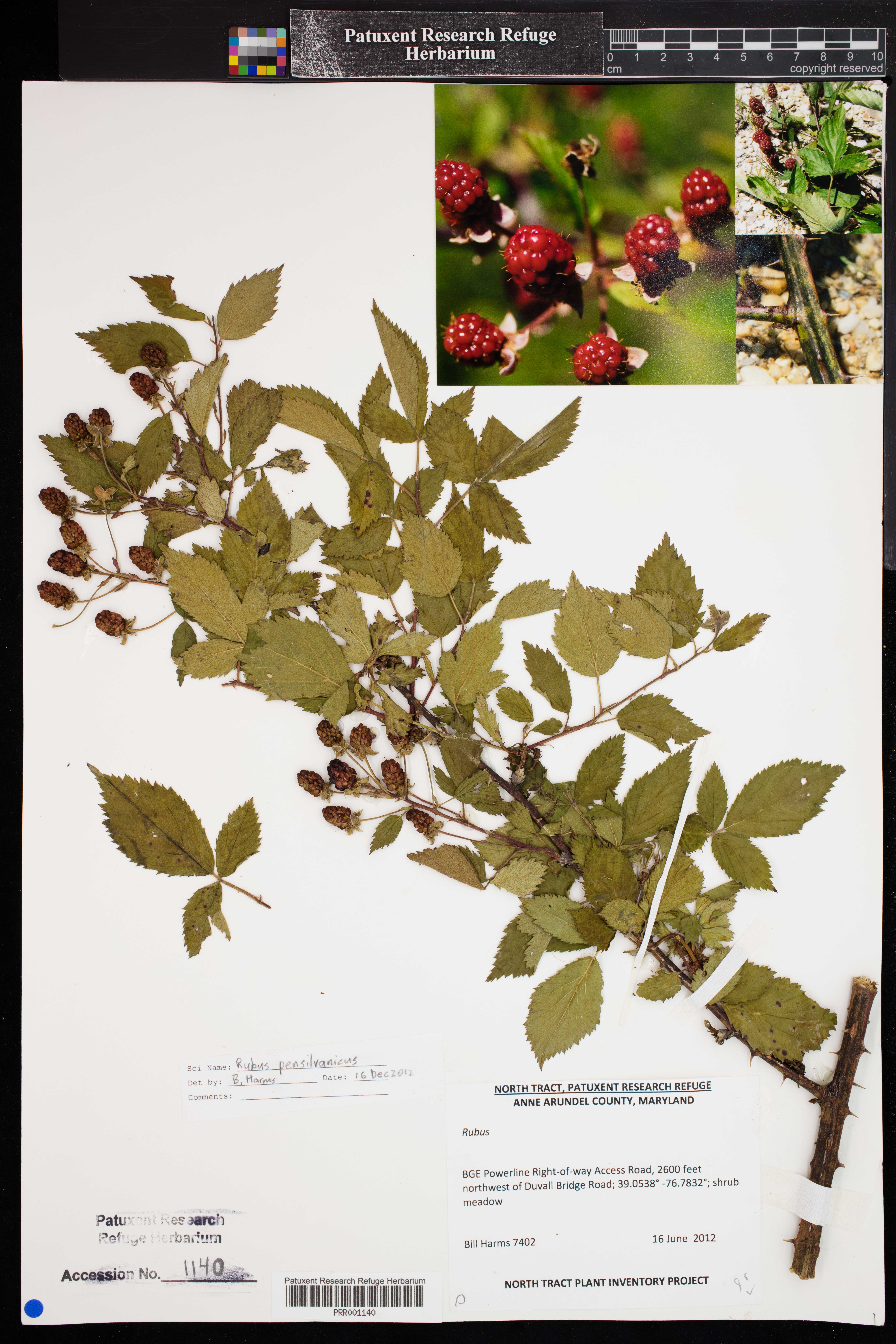 Image of Rubus pensilvanicus
