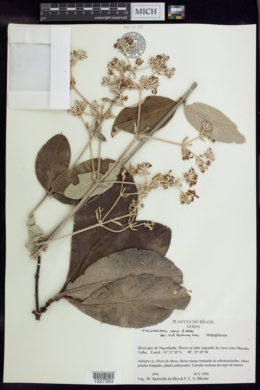 Banisteriopsis irwinii image