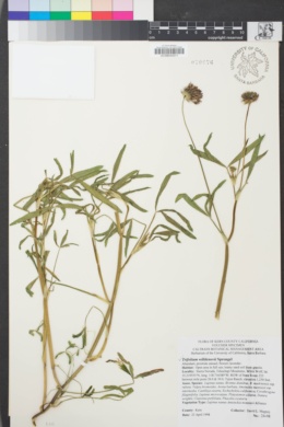 Image of Trifolium willdenovii
