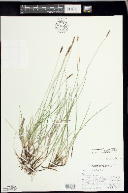 Carex scirpoidea subsp. convoluta image
