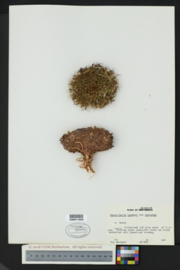 Mammillaria heyderi var. hemisphaerica image