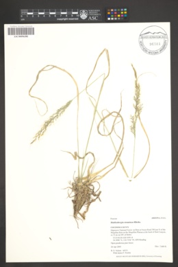 Muhlenbergia straminea image