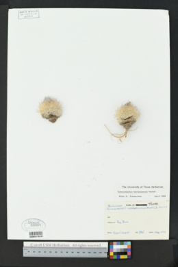 Sclerocactus mariposensis image