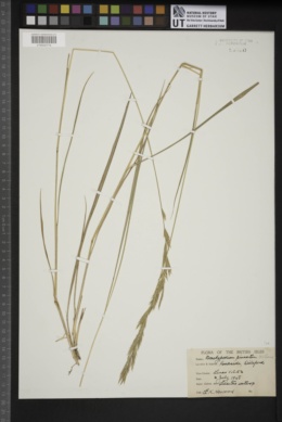 Brachypodium pinnatum image