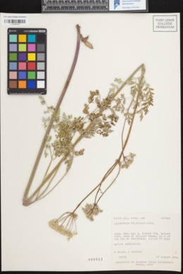 Image of Ligusticum filicinum