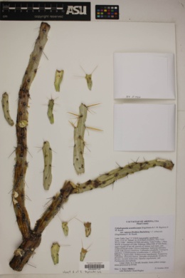 Cylindropuntia acanthocarpa var. ramosa image