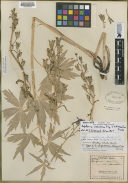 Delphinium scopulorum image