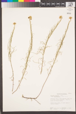 Erigeron foliosus var. stenophyllus image
