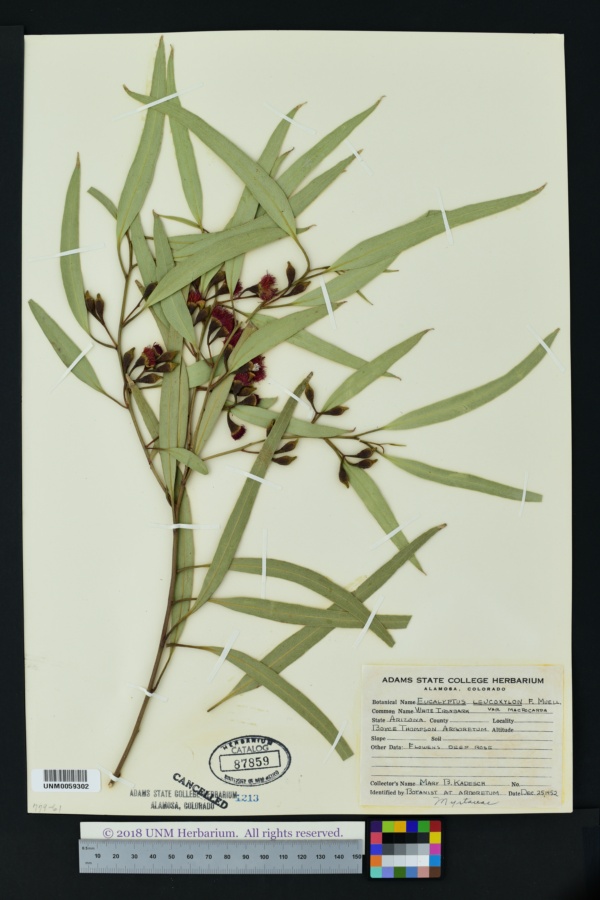 Eucalyptus leucoxylon var. macrocarpa image