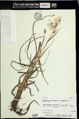 Eriophorum angustifolium subsp. subarcticum image