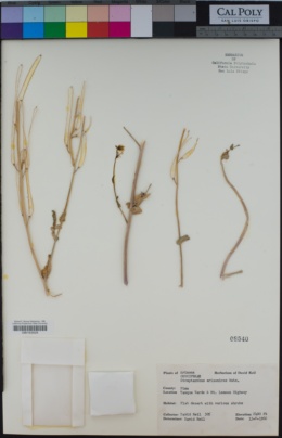 Image of Streptanthus arizonicus