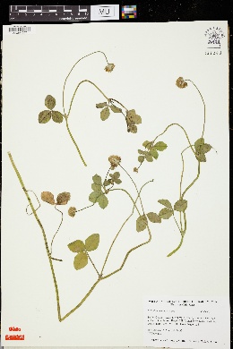 Trifolium isthmocarpum image