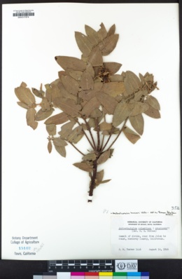 Arctostaphylos hooveri image