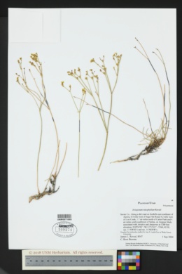 Eriogonum mitophyllum image