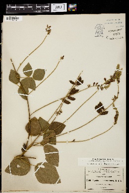 Rhynchosia longeracemosa image