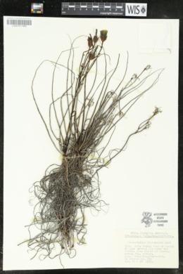Drosophyllum lusitanicum image