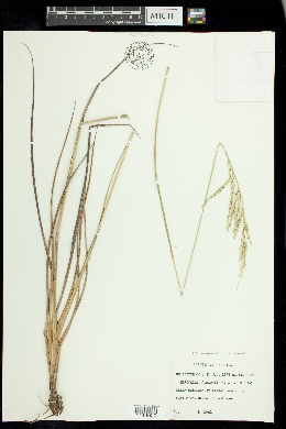 Eriochloa acuminata var. minor image
