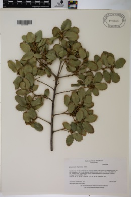 Quercus faginea image