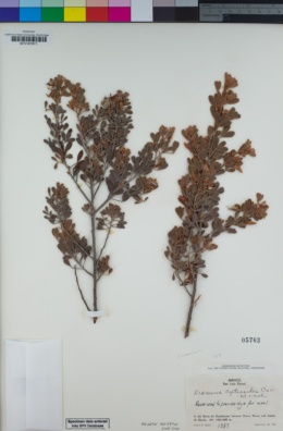 Image of Krameria cytisoides