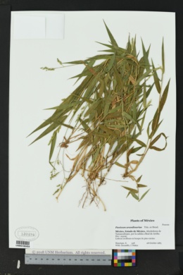 Image of Panicum arundinariae