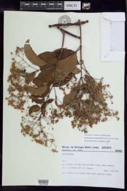 Banisteriopsis megaphylla image