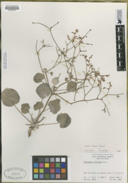 Eriogonum moranii image