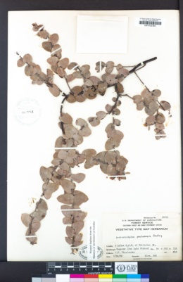 Arctostaphylos pechoensis image