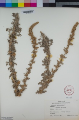 Image of Artemisia pycnocephala