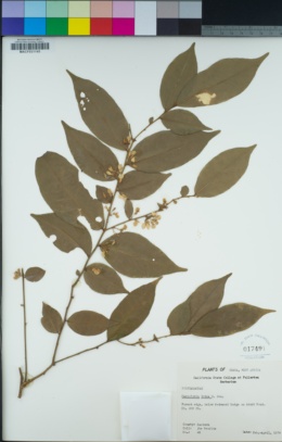 Image of Carpolobia lutea