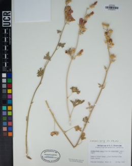 Sphaeralcea rusbyi subsp. eremicola image