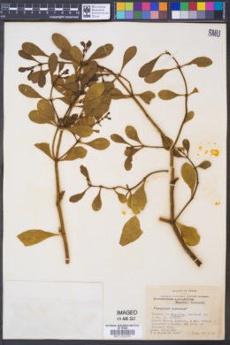Phoradendron serotinum ssp. macrophyllum image