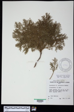 Image of Cupressus arizonica