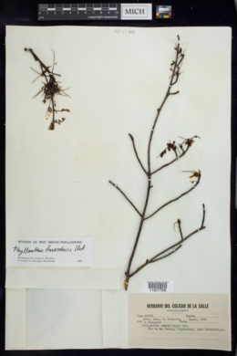 Phyllanthus chamaecristoides image