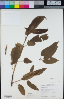 Prunus padus image