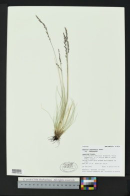 Festuca idahoensis subsp. idahoensis image