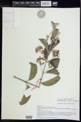Banisteriopsis confusa image