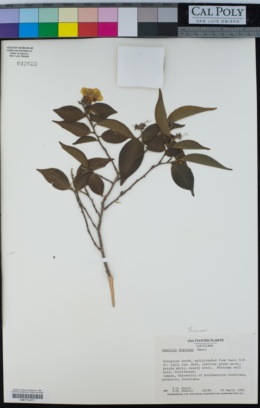 Camellia fraterna image