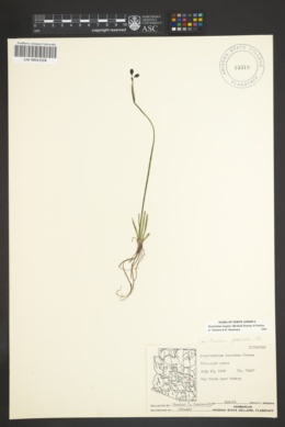 Sisyrinchium longipes image